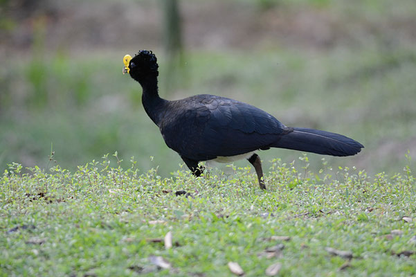 TUBERKEL-HOKKO, GREAT CURASSOW, CRAX RUBRA