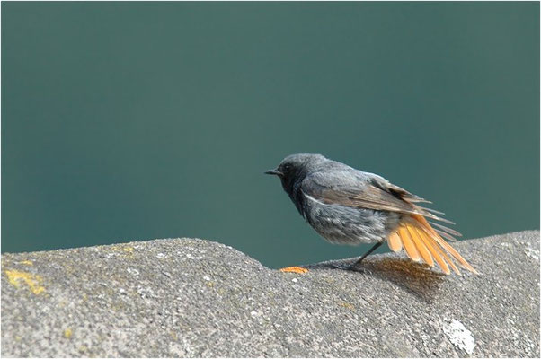 HAUSROTSCHWANZ, BLACK REDSTART, PHOENICURUS OCHRUROS