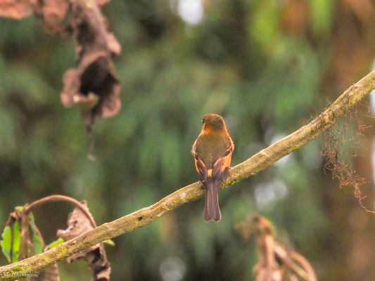 Zimttyrann, Cinnamon Flycatcher - Pyrrhomyias cinnamomeus