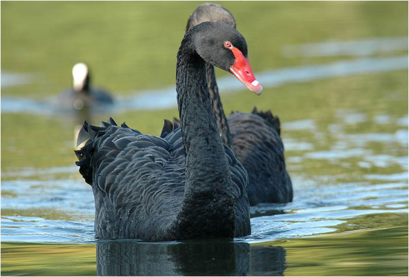 TRAUERSCHWAN, BLACK SWAN, CYGNUS ATRATUS