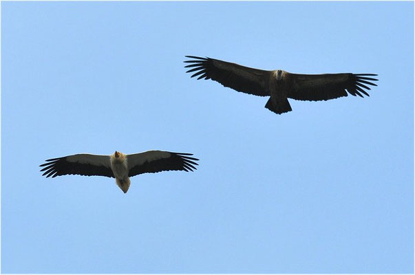 SEEADLER, WHITE-TAILED EAGLE, HALIAEETUS ALBICILLA