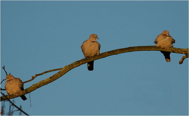 RINGELTAUBE, WOOD PIGEON,  COLUMBA PALUMBUS