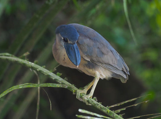 KAHNSCHNABEL, BOAT-BILLED HERON, COCHLEARIUS COCHLEARIUS