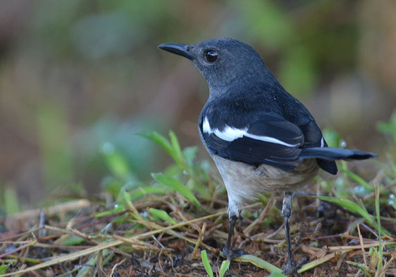 DAJALDROSSEL, ORIENTAL MAGPIE ROBIN, COPSYCHUS SAULARIS