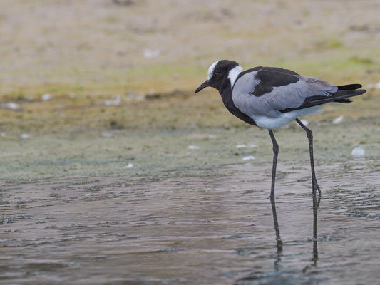 Waffenkiebitz, blacksmith lapwing, vanellus armatus