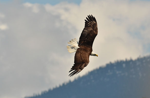 WEISSKOPFSEEADLER, BALD EAGLE,  HALIAEETUS LEUCOCEPHALUS