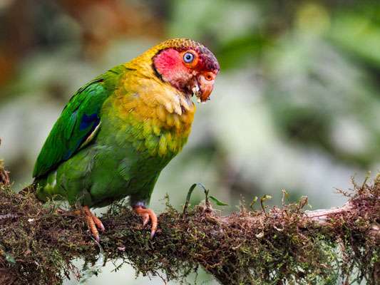 Rosenwangenpapagei, Rose-faceld Parrot - Pyrilla pulchra