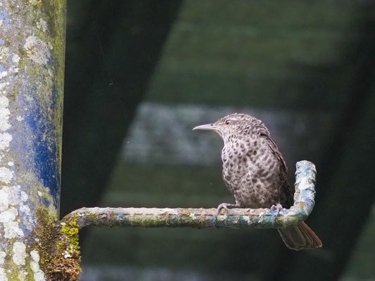 Drosselzaunkönig, Thrush-like Wren - Campylorhynchus turdinus