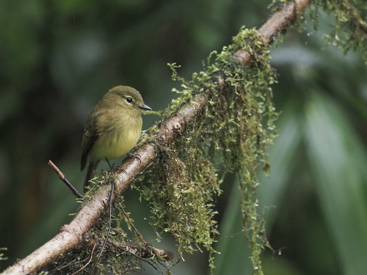 GELBZÜGEL-SCHNÄPPERTYRANN, FLAVESCENT FLYCATCHER - MYIOPHOBUS FLAVICANS