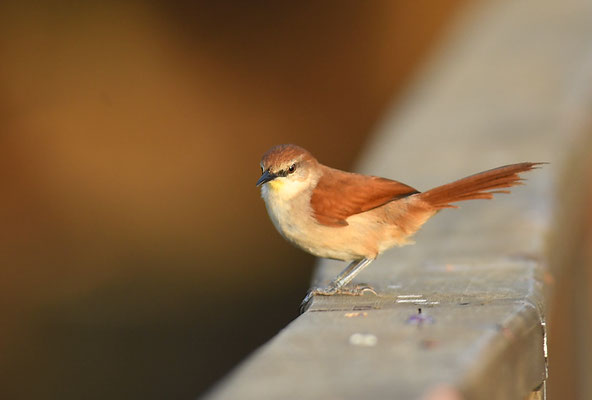 GELBKEHLSCHLÜPFER, YELLOW-THROATED SPINETAIL, CERTHIAXIS CINNAMOMEUS