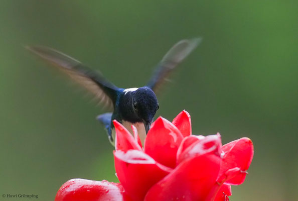 WEISSNACKENKOLIBRI, WHITE-NECKED JACOBIN, FLORISUGA MELLIVORA