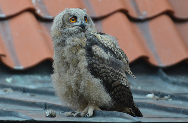 UHU, EAGLE OWL, BUBO BUBO