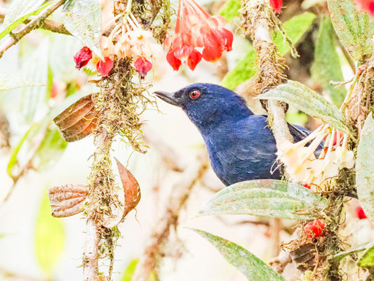 Indigo-Hakenschnabel, Indigo Flowerpiercer - Diglossa indiglotica 