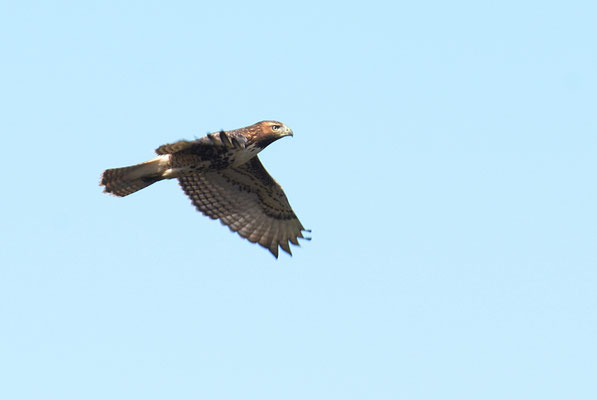 ROTSCHWANZBUSSARD, RED-TAILED HAWK, BUTEO JAMAICENSIS