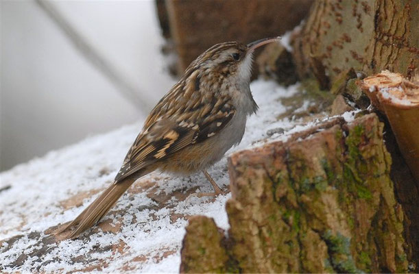 GARTENBAUMLÄUFER, SHORT-TOED TREECREEPER, CERTHIA BRACHYDACTYLA