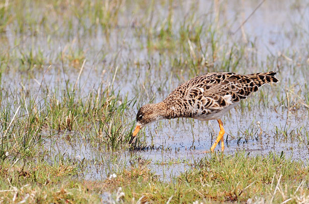 KAMPFLÄUFER, RUFF, PHILOMACHUS PUGNAX