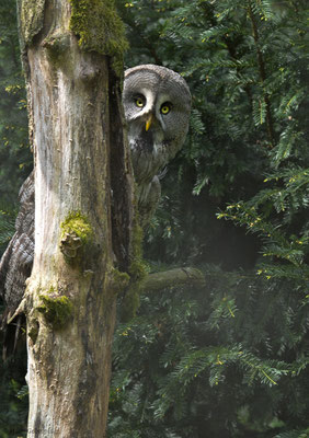 BARTKAUZ, GREAT GREY OWL, STRIX NEBULOSA