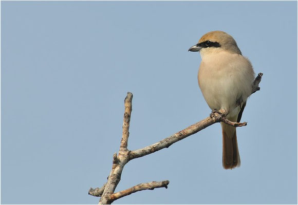 ISABELLWÜRGER, ISABELLINE SHRIKE, LANUS ISABELLINUS