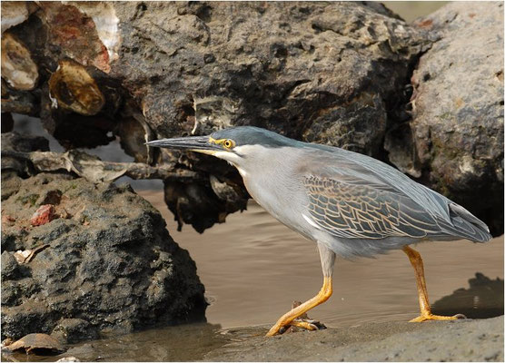 MANGROVENREIHER, STRIATED HERON, BUTORIDES STRIATUS