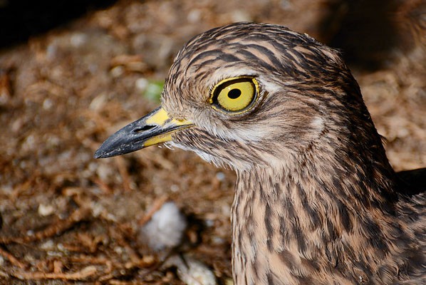 WAFFENKIEBITZ, BLACKSMITH LAPWING, VANELLUS ARMATUS