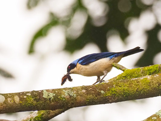 SCHWARZRÜCKENTANGARE, FAWN-BREASTED TANAGER - PIPRAEIDEA MELANONOTA