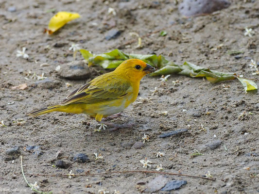 SAFRANAMMER, SAFFRON FINCH - SICALIS FLAVEOLA