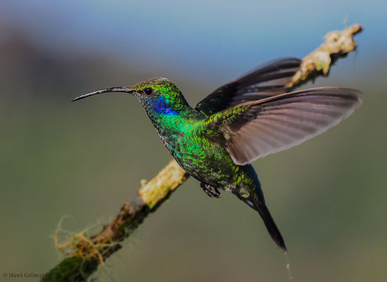 KLEINER VEILCHENOHRKOLIBRI, GREEN VIOLET-EAR, COLIBRI THALASSINUS