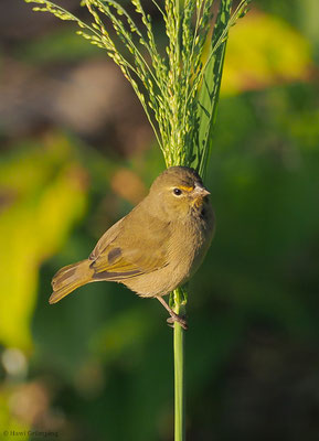GOLDBRAUEN-GIMPELTANGARE, YELLOW-FACED GRASSQUIT, TIARIS OLIVACEA