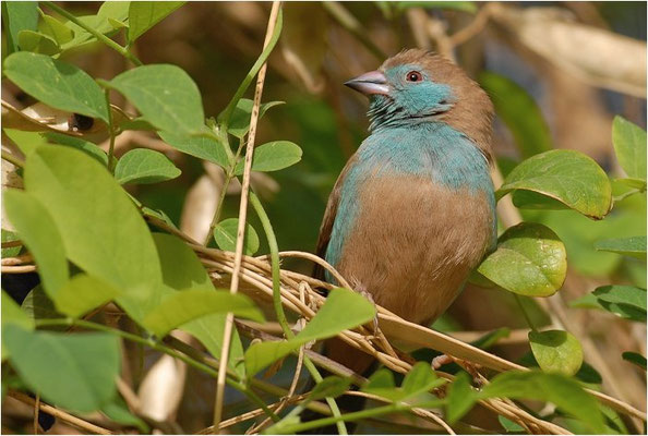 SCHMETTERLINGSFINK, RED-CHEEKED CORDON-BLEU, URAEGINTHUS BENGALUS