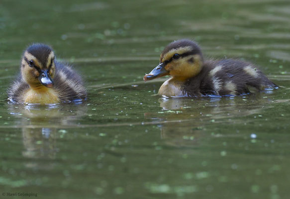 STOCKENTE, MALLARD, ANAS PLATYRHYNCHOS