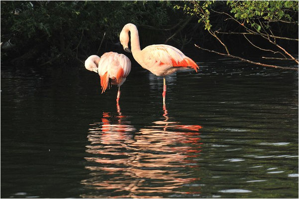 CHILEFLAMINGO, CHILEAN FLAMINGO, PHOENICOPTERUS CHILENSIS