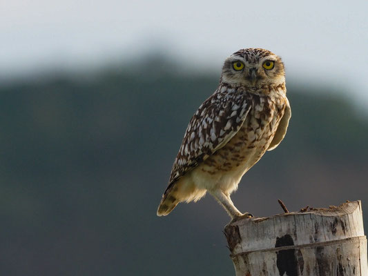 KANINCHENEULE, BURROWING OWL - ATHENE CUNICULARIA