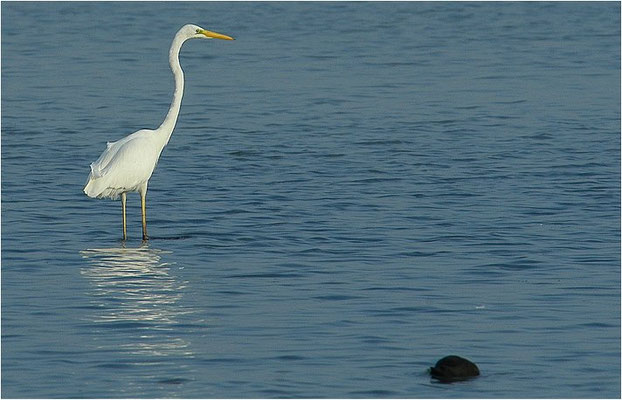 SILBERREIHER, GREAT EGRET, EGRETTA ALBA