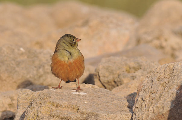 ORTOLAN, ORTOLAN BUNTING, EMBERIZA HORTULANA