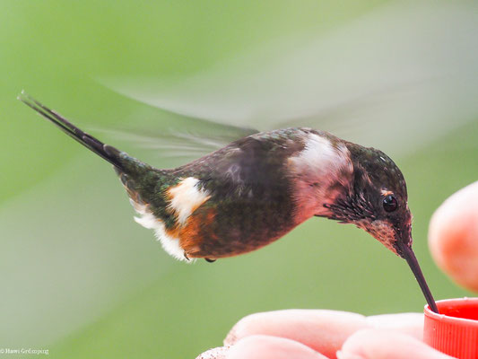 PURPURKEHL-STERNKOLIBRI, PURPLE-THROATED WOODSTAR - CALLIPHLOX MITCHELLII
