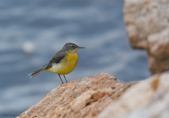 GEBIRGSSTELZE, GREY WAGTAIL, MOTACILLA CINEREA