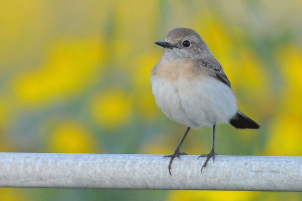 BALKANSTEINSCHMÄTZER, EASTERN BLACK-EARED WHEATEAR,  OENANTHE MELANOLEUCA