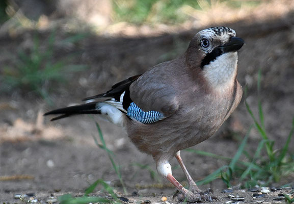 EICHELHÄHER, JAY, GARRULUS GLANDARIUS