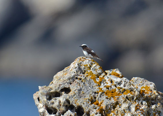 NONNENSTEINSCHMÄTZER, PIED WHEATEAR, OENANTHE PLESCHANKA