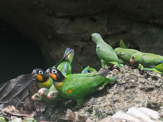 Goldwangenpapagei, Orange-cheeked parrot - Pyrilla barrabandi