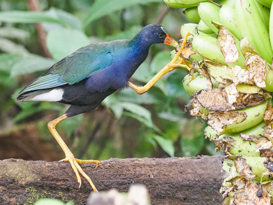 Zwergsultanshuhn, Purple Gallinule - Porphyrio martinicus