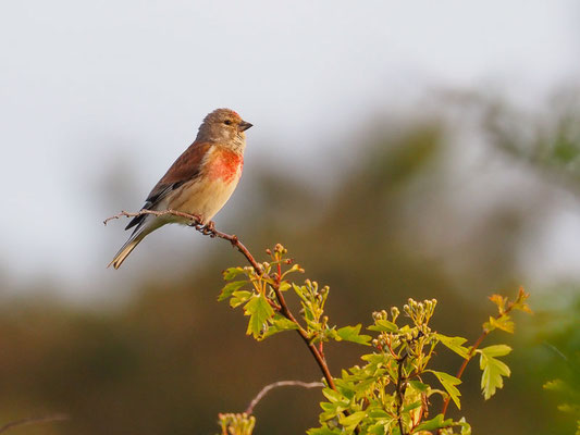 Bluthänfling, Kneu, Common Linnet