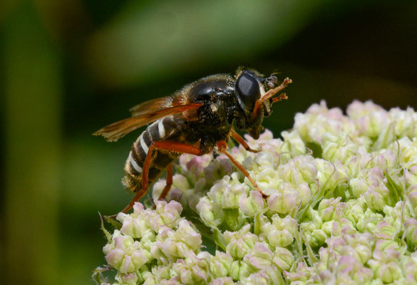 WEISSBAND-TORFSCHWEBFLIEGE,  SERICOMYIA LAPPONA