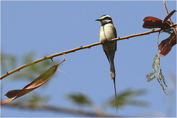 WEISSKEHLSPINT, WHITE-THROATED BEE-EATER, MEROPS ALBICOLLIS