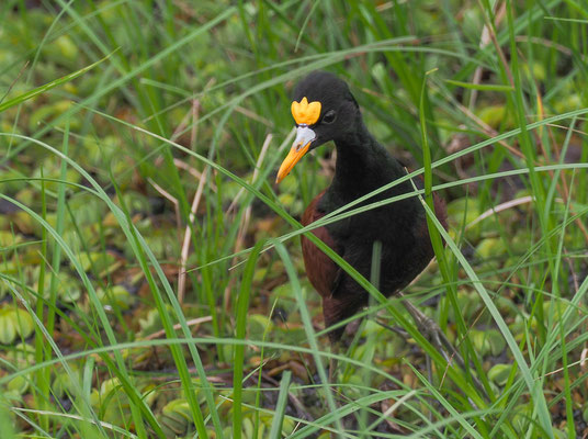 GELBSTIRNBLATTHUHN , NORTHERN JACANA, JACANA SPINOSA