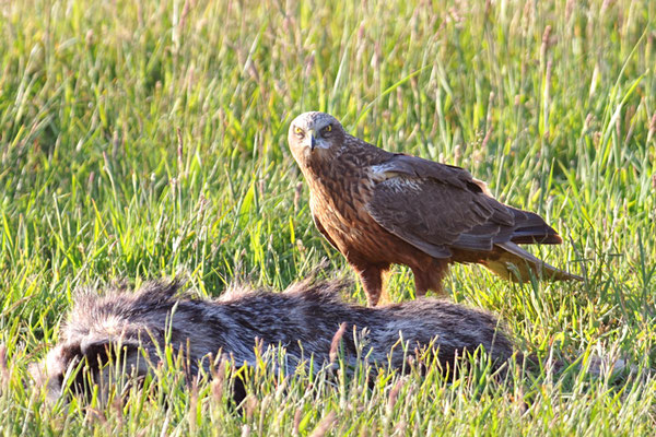 ROTMILAN, RED KITE, MILVUS MILVUS