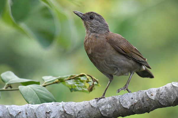 FAHLBRUSTDROSSEL, PALE-BREASTED TRUSH, TURDUS LEUCOMELAS