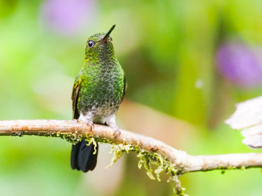 Kupferglanz-Höschenkolibri, Greenish Puffleg - Haplophaedia aureliae