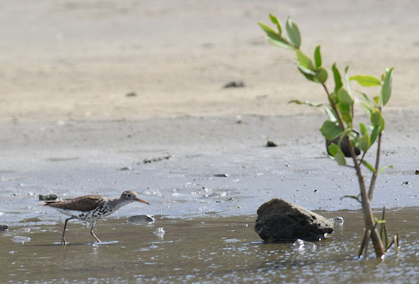 DROSSELUFERLÄUFER, SPOTTED SANDPIPER, ACTITIS MACULARIA