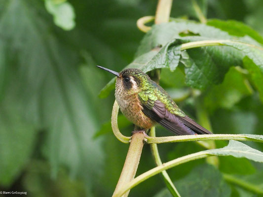 SCHWARZOHRKOLIBRI, SPECKLED HUMMINGBIRD - ADELOMYIA MELANOGENYS